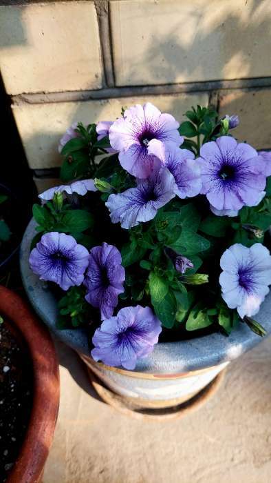 Фотография покупателя товара Семена Цветов Петуния "Мамбо", F1, синяя с прожилками, пробирка, 7 шт - Фото 1