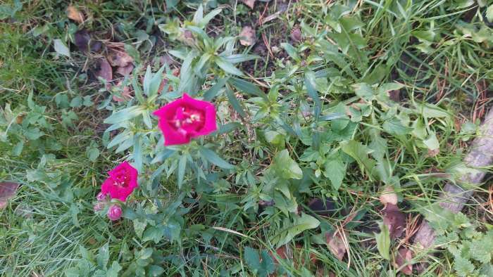 Фотография покупателя товара Семена цветов Львиный зев Твинни «Фиолетовый», махровый, 5 шт., «Семена Алтая» - Фото 1