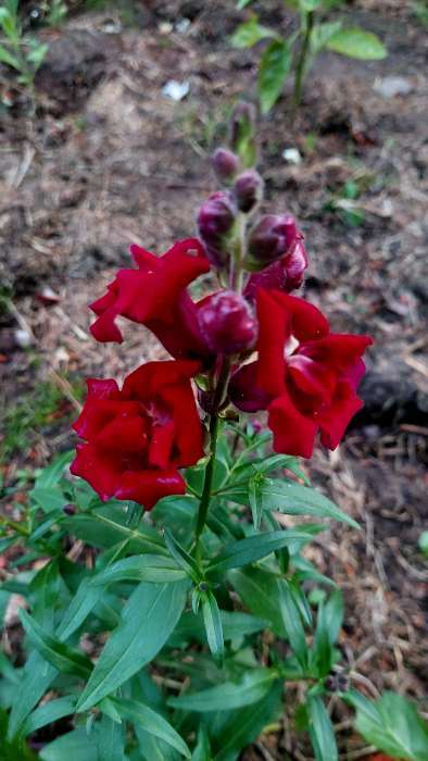 Фотография покупателя товара Семена цветов Львиный зев Твинни «Фиолетовый», махровый, 5 шт., «Семена Алтая» - Фото 2