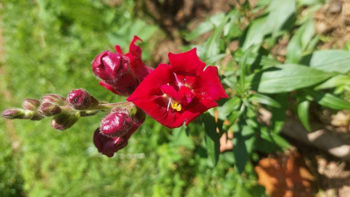 Фотография покупателя товара Семена цветов Львиный зев Твинни «Фиолетовый», махровый, 5 шт., «Семена Алтая» - Фото 3