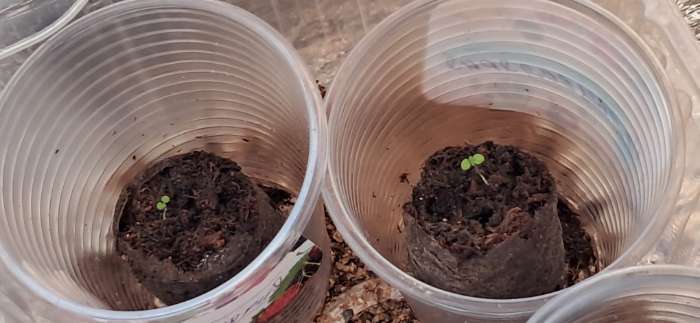 Фотография покупателя товара Семена комнатных цветов Кальцеолярия «Башмачки», F1, 5 шт., «Агроуспех» - Фото 11