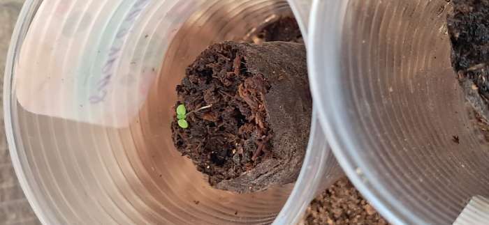 Фотография покупателя товара Семена комнатных цветов Кальцеолярия «Башмачки», F1, 5 шт., «Агроуспех» - Фото 10