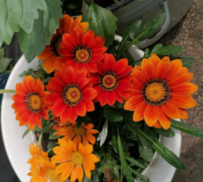 Фотография покупателя товара Семена Гацания «Балконная», для балкона, веранды, цветника, однолетник, низкорослая4 шт. - Фото 1