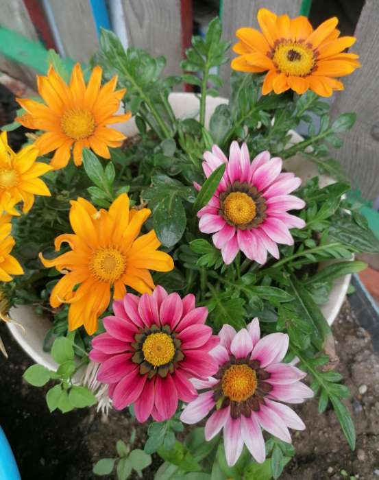 Фотография покупателя товара Семена цветов Гацания «Яркая вспышка», гибрид, F1, для балкона, веранды, цветника, однолетник, низкорослая0.01 г - Фото 1