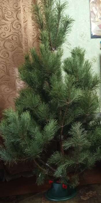 Фотография покупателя товара Подставка для ёлки Martika «Невио», пластик, d=34.9 см, h=13.5 см, зелёный/красный - Фото 1