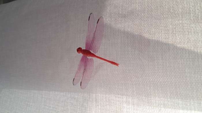 Фотография покупателя товара Декор для штор «Стрекоза» на магните, 8.5×5.5 см, МИКС - Фото 1