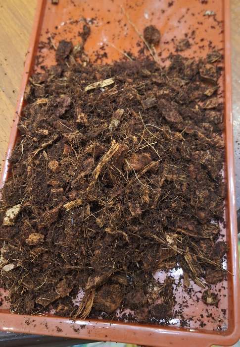 Фотография покупателя товара Субстрат кокосовый, универсальный, для террариумов и растений, в брикете, 65 л, 30% чипсы и 70% торф, Greengo - Фото 7