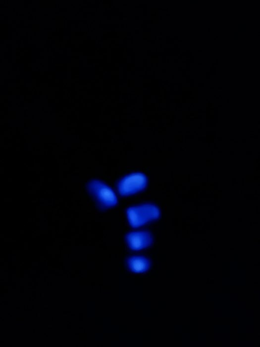 Фотография покупателя товара Гель лак для ногтей, неоновый, 3-х фазный, 8 мл, LED/UV, синий (38) - Фото 2