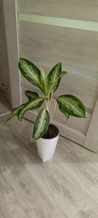 Фотография покупателя товара Кашпо для цветов со вставкой Plast-Avenue «Грейс», 1.4 л (800 мл), пластик, белое - Фото 2