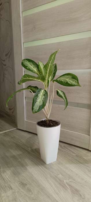 Фотография покупателя товара Кашпо для цветов со вставкой Plast-Avenue «Грейс», 1.4 л (800 мл), пластик, белое - Фото 1