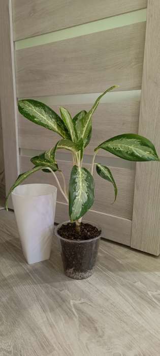 Фотография покупателя товара Кашпо для цветов со вставкой Plast-Avenue «Грейс», 1.4 л (800 мл), пластик, белое - Фото 3