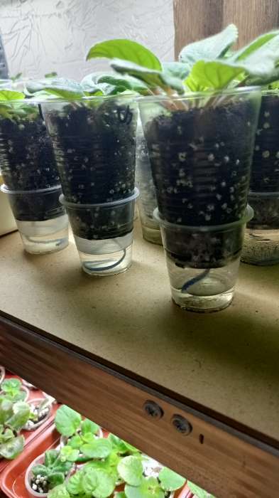 Фотография покупателя товара Шнур для подвязки растений, 100 м, толщина 2 мм, цвет МИКС, Greengo - Фото 1