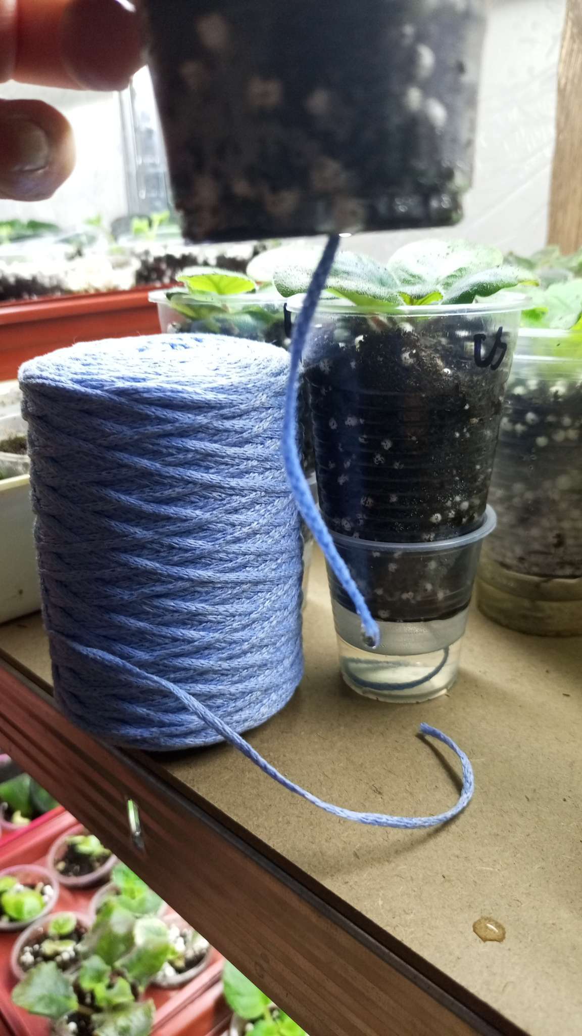 Фотография покупателя товара Шнур для подвязки растений, 100 м, толщина 2 мм, цвет МИКС, Greengo - Фото 3