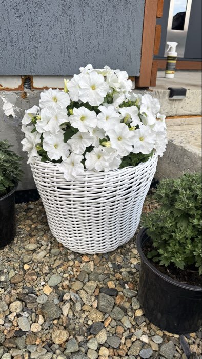 Фотография покупателя товара Семена цветов Петуния «Мамбо», F1, белая многоцветковая, 7 шт., однолетник, «Аэлита» - Фото 2