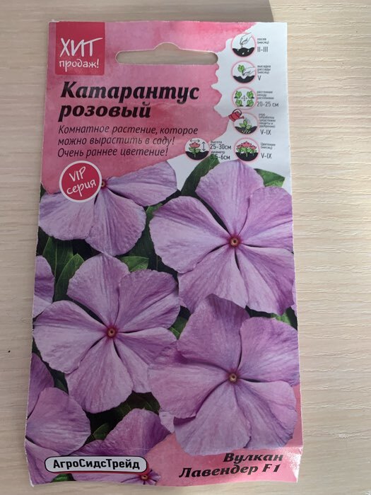 Фотография покупателя товара Семена цветов Катарантус розовый "Вулкан Лавендер F1", 5 шт - Фото 1