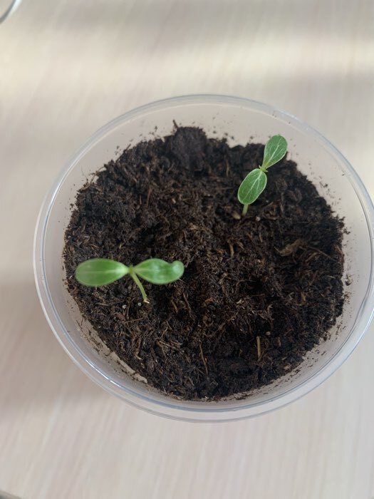 Фотография покупателя товара Семена цветов Катарантус розовый "Вулкан Лавендер F1", 5 шт - Фото 3