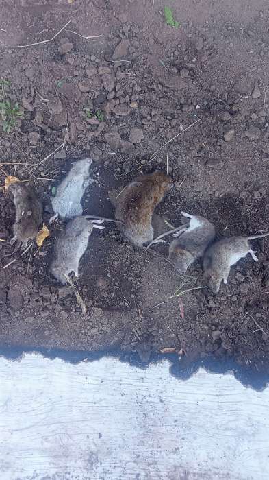 Фотография покупателя товара Тесто-брикет от крыс и мышей Чистый дом 100 г - Фото 1