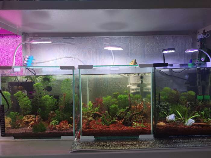 Фотография покупателя товара Аквариум «Куб» без покровного стекла, 27 л, 30×30×30 см, бесцветный шов - Фото 4