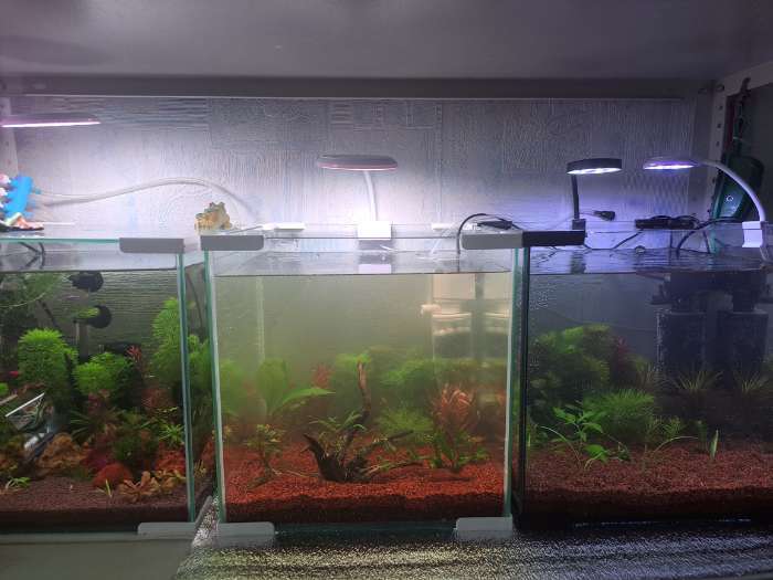 Фотография покупателя товара Аквариум «Куб» без покровного стекла, 27 л, 30×30×30 см, бесцветный шов - Фото 3