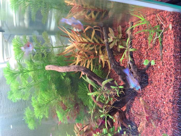 Фотография покупателя товара Аквариум «Куб» без покровного стекла, 27 л, 30×30×30 см, бесцветный шов - Фото 1