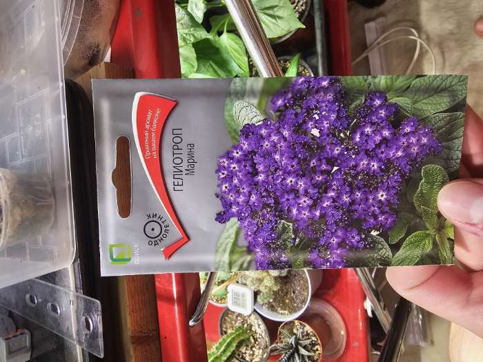 Фотография покупателя товара Семена цветов Гелиотроп Марина, 0,03гр - Фото 2