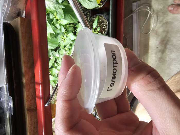 Фотография покупателя товара Семена цветов Гелиотроп Марина, 0,03гр - Фото 4