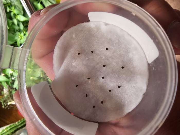 Фотография покупателя товара Семена цветов Гелиотроп Марина, 0,03гр - Фото 5