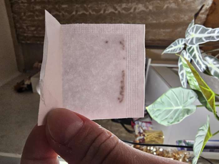 Фотография покупателя товара Семена цветов Гелиотроп Марина, 0,03гр - Фото 6