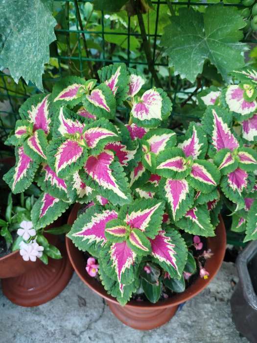 Фотография покупателя товара Семена цветов Колеус блюме «Нежность», 5 шт., многолетник, «Аэлита» селекция PanAmerican Seed - Фото 1