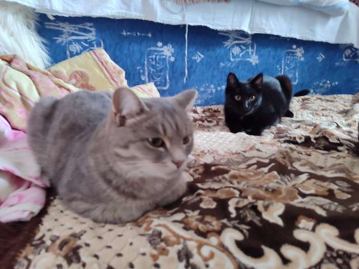 Фотография покупателя товара Сухой корм KiteKat «Мясной пир» для кошек, 15 кг - Фото 1