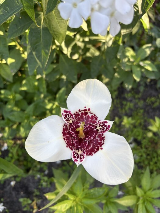 Фотография покупателя товара Спараксис трёхцветный Cмесь окрасок, 10 шт., р-р 5/+ - Фото 1
