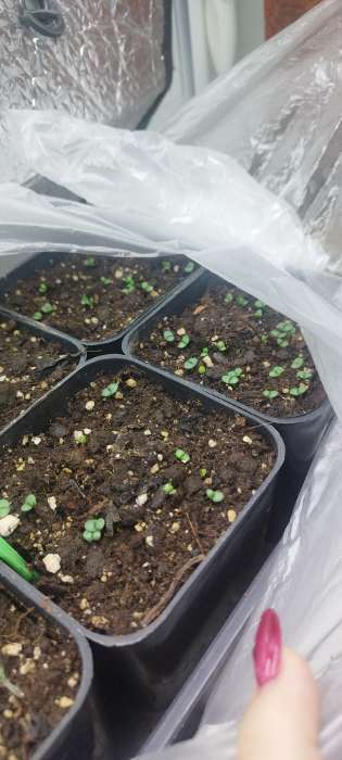 Фотография покупателя товара Семена Базилик овощной «Балконный», 0.2 г, крупнолистный, «Аэлита» - Фото 3