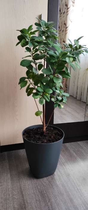 Фотография покупателя товара Горшок для цветов «Гранд», 8 л, d=24 см, h=25 см, пластиковый, с прикорневым поливом, коричневый - Фото 1