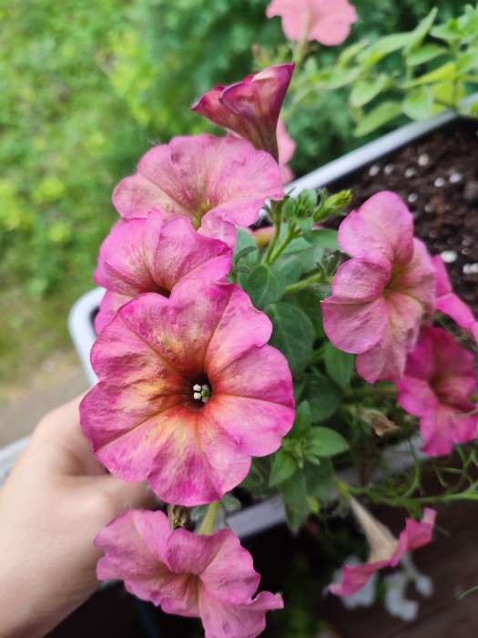 Фотография покупателя товара Семена цветов Петуния «Зора», F1, 0.01 г, «Урожай Удачи» - Фото 1