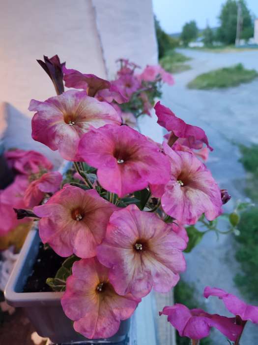 Фотография покупателя товара Семена цветов Петуния «Зора», F1, 0.01 г, «Урожай Удачи» - Фото 3