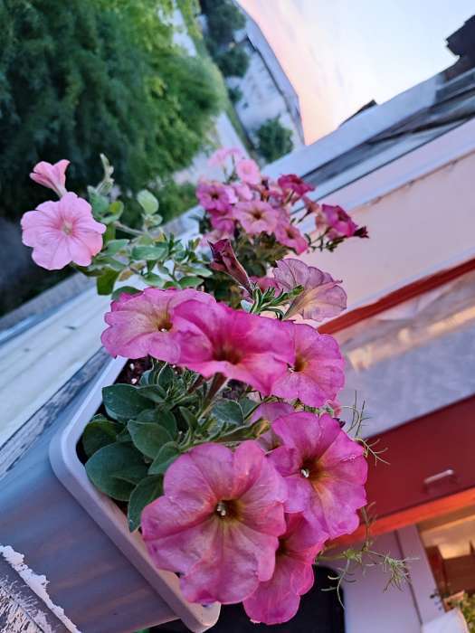 Фотография покупателя товара Семена цветов Петуния «Зора», F1, 0.01 г, «Урожай Удачи» - Фото 2