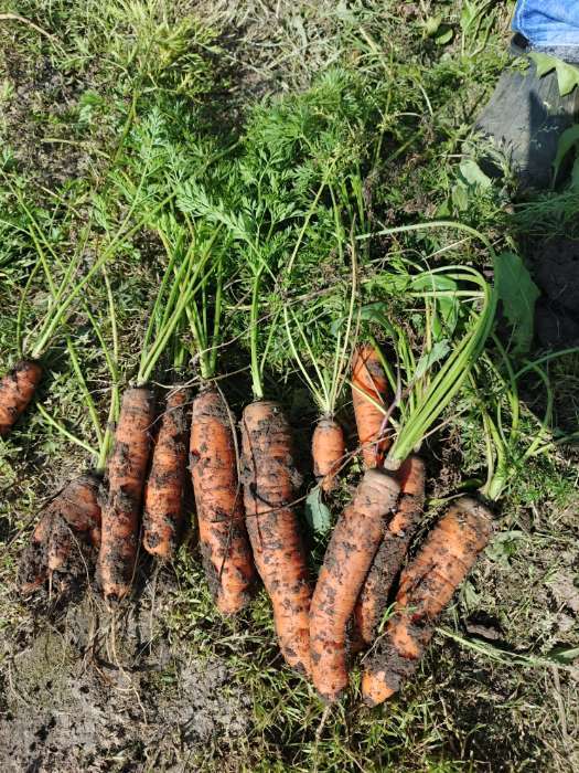 Фотография покупателя товара Семена Морковь столовая «Мармеладница», 2 г, «Семена Алтая» - Фото 1