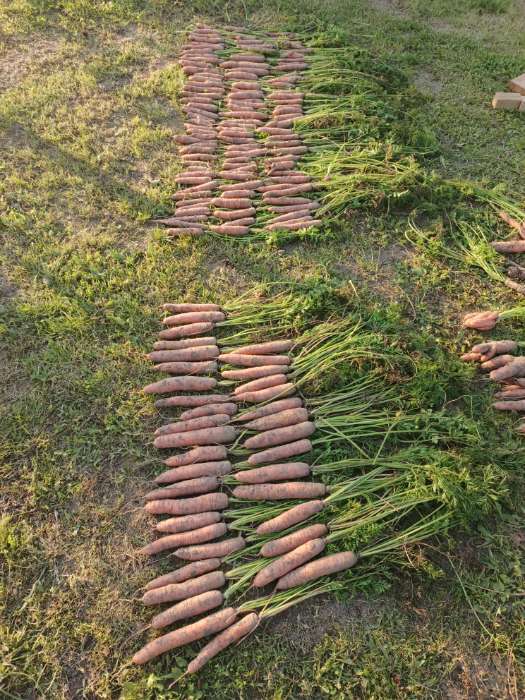 Фотография покупателя товара Семена Морковь столовая «Мармеладница», 2 г, «Семена Алтая» - Фото 3