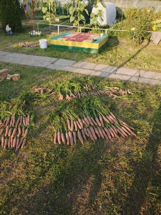 Фотография покупателя товара Семена Морковь столовая «Мармеладница», 2 г, «Семена Алтая» - Фото 4