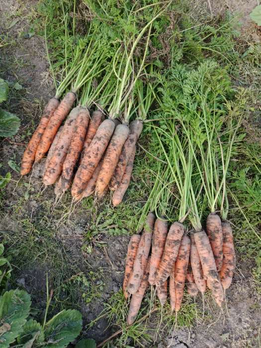 Фотография покупателя товара Семена Морковь столовая «Вита Лонга» без сердцевины, 2 г, «Семена Алтая» - Фото 1