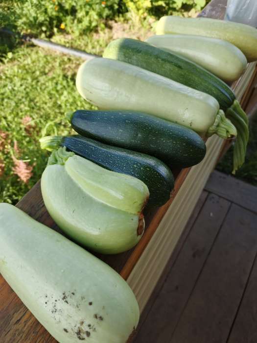 Фотография покупателя товара Семена Кабачок цукини «Цукеша», 2 г, «Семена Алтая» - Фото 2