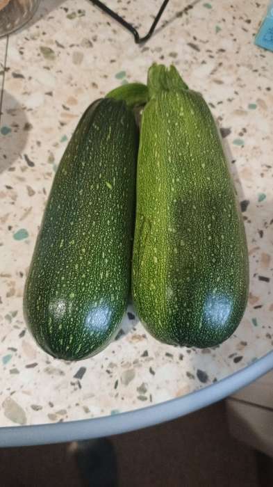 Фотография покупателя товара Семена Кабачок цукини «Цукеша», 2 г, «Семена Алтая» - Фото 3