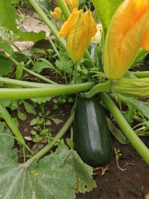 Фотография покупателя товара Семена Кабачок цукини «Цукеша», 2 г, «Семена Алтая» - Фото 4