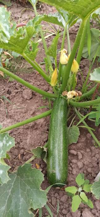 Фотография покупателя товара Семена Кабачок цукини «Цукеша», 2 г, «Семена Алтая» - Фото 1