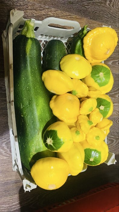 Фотография покупателя товара Семена Патиссон корнишон «Копейка», 7 шт., Premium seeds - Фото 1