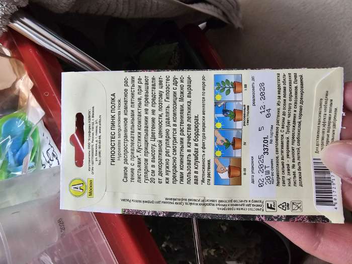 Фотография покупателя товара Семена цветов Гипоэстес "Пинк Полка", ц/п, 0,03 г - Фото 4