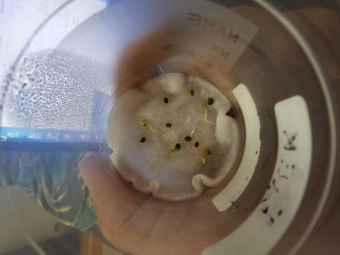 Фотография покупателя товара Семена цветов Гипоэстес "Пинк Полка", ц/п, 0,03 г - Фото 3