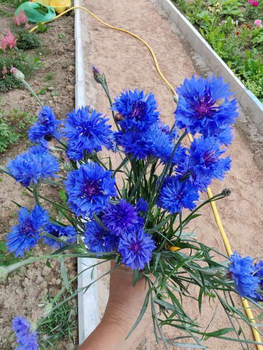 Фотография покупателя товара Семена цветов Василек "Лагуна", ц/п, 0,2 г - Фото 3