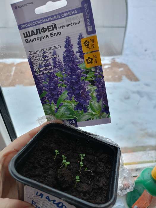 Фотография покупателя товара Семена Шалфей «Виктория Блю», 10 шт., «Семена Алтая» - Фото 1