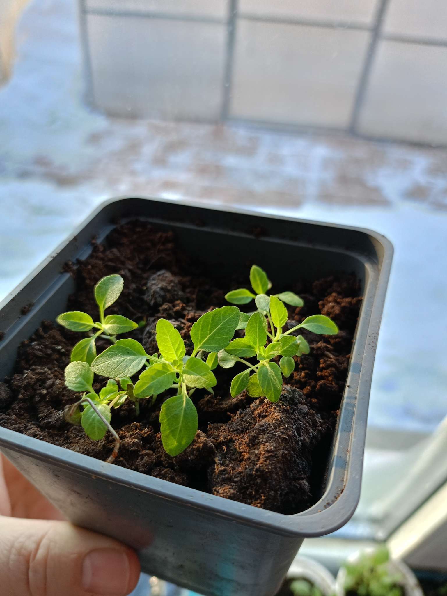 Фотография покупателя товара Семена Шалфей "Виктория Вайт", ц/п, 10 шт. - Фото 1